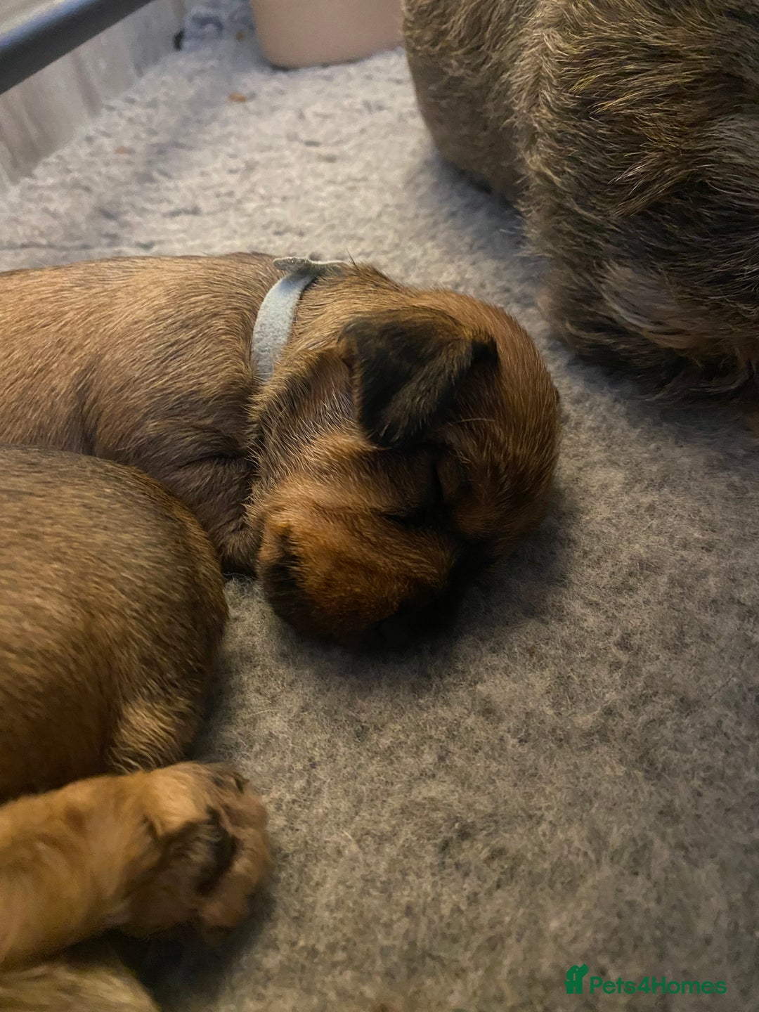 Miniature Dachshund dogs for sale: Supreme KC Miniature Wirehaired Dachshunds! - Advert 24