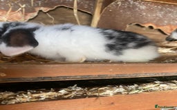 Mini Lop rabbits for sale: 4 beautiful rabbits  - Image 11