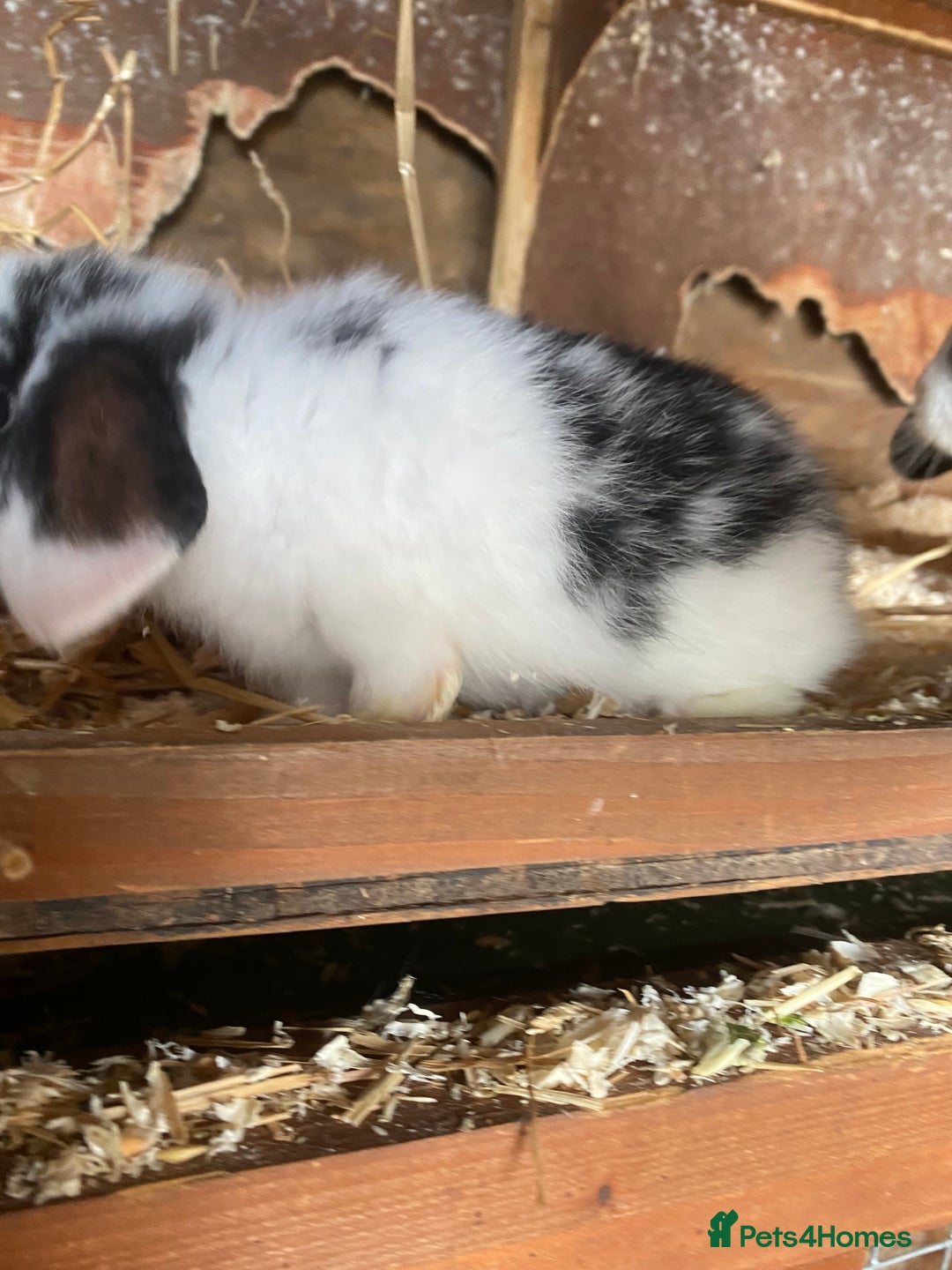 Mini Lop rabbits for sale: 4 beautiful rabbits  - Image 11