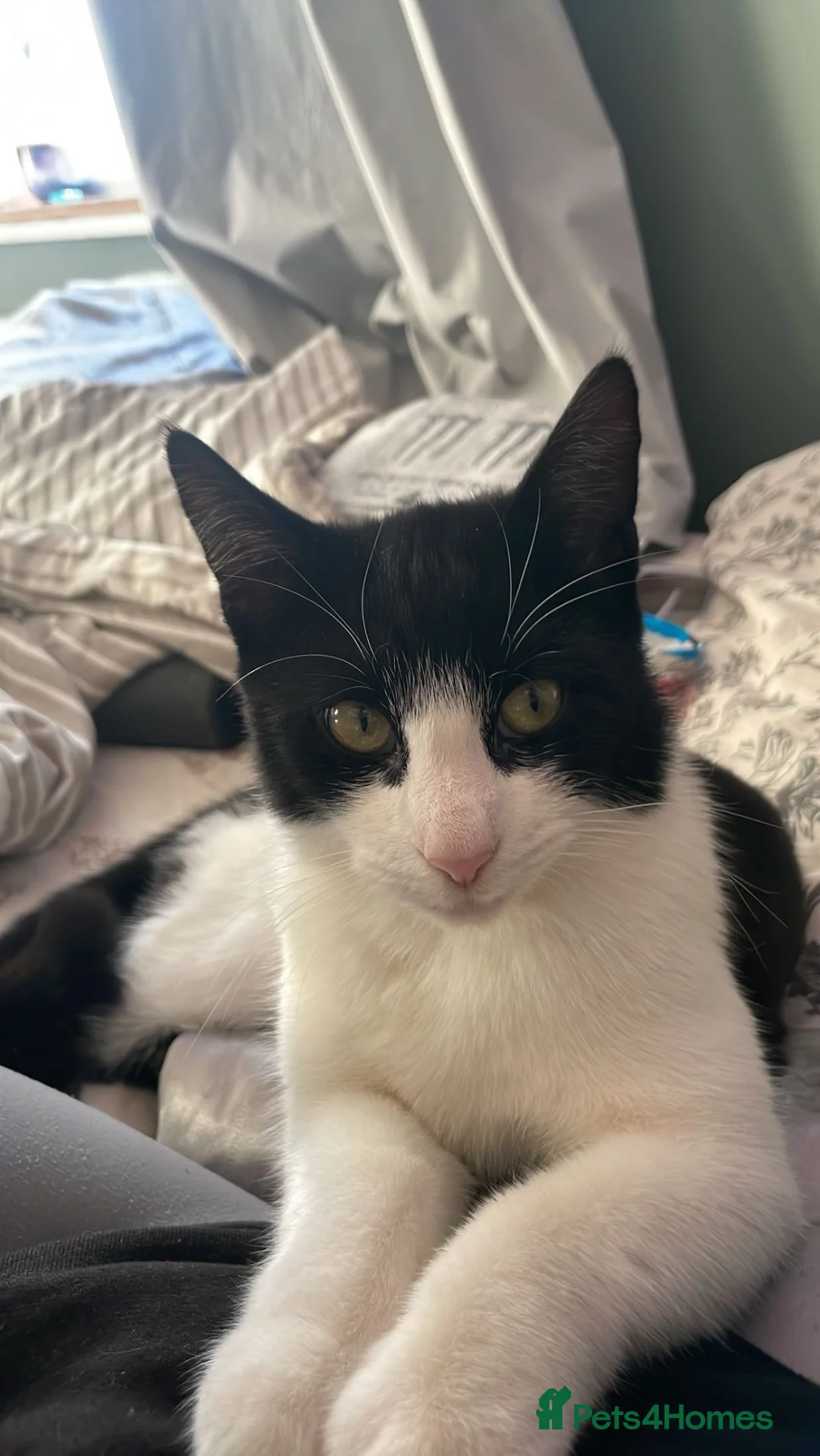 Mixed Breed cats for sale: Dickie 12 months old £50 - Advert 2