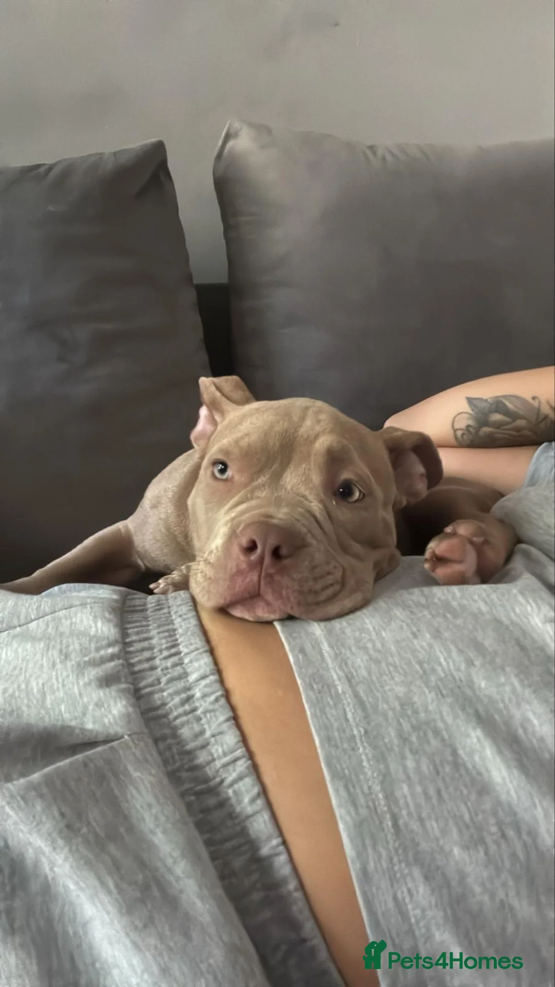 American Bully dogs for sale: Quinn in Rochester - Advert 2