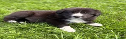 Border Collie dogs for sale: STUNNING BORDER COLLIE PUPS.  - Advert 14
