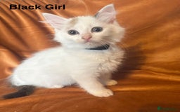 Ragdoll cats for sale: Adorable pure Ragdoll kittens boys and girls - Image 17