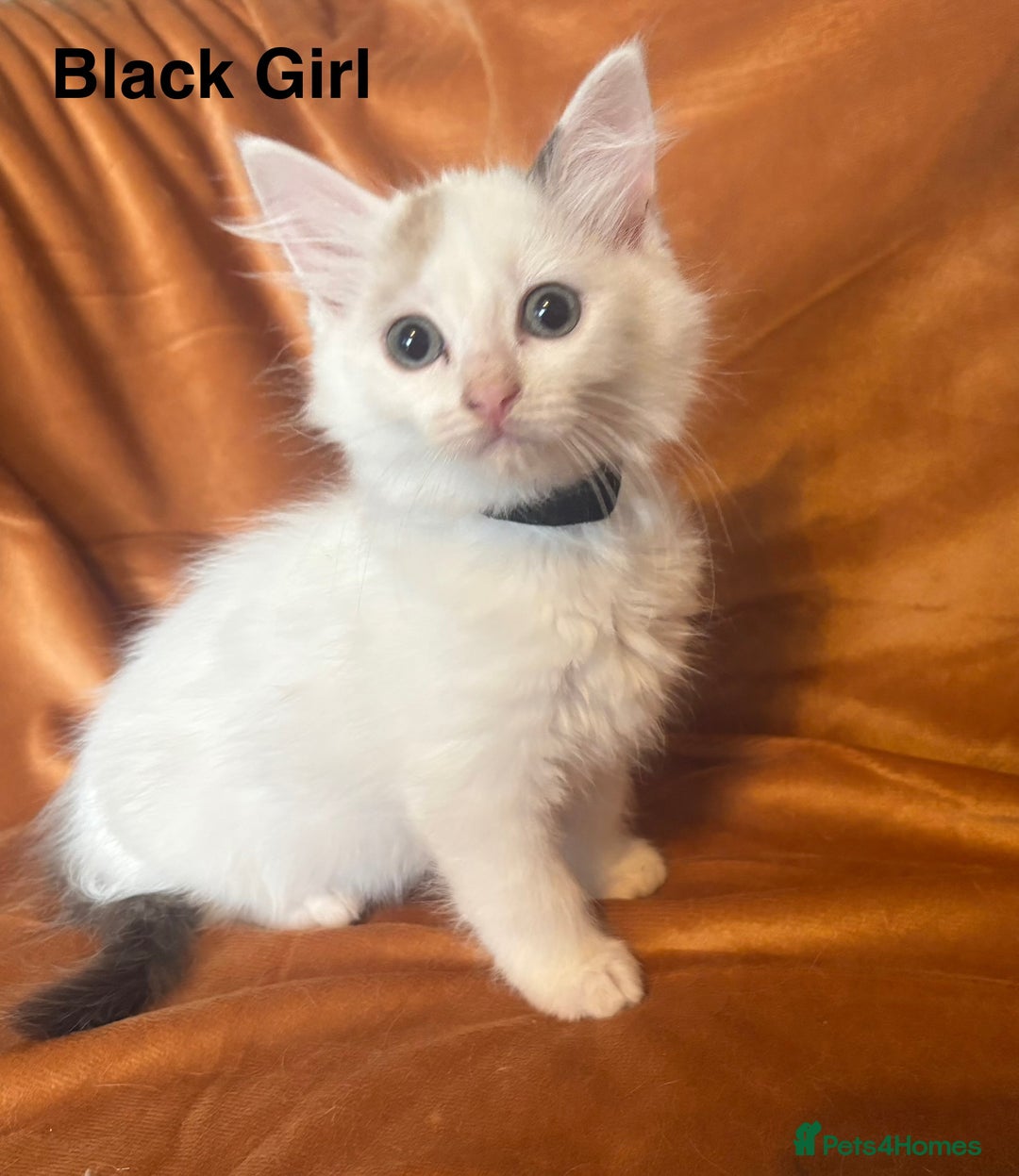 Ragdoll cats for sale: Adorable pure Ragdoll kittens boys and girls - Image 17