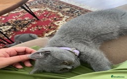 British Shorthair cats for sale: wonderfully raised B S H KITTIES for you - Image 2