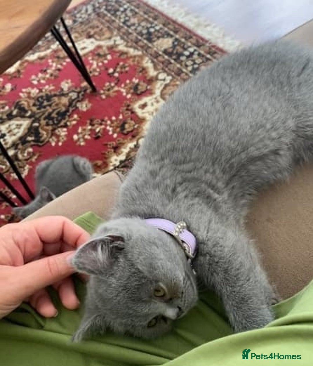 British Shorthair cats for sale: wonderfully raised B S H KITTIES for you - Image 2