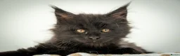 Maine Coon cats for sale: Stunning Maine Coon Kittens – Ready Now - Advert 5