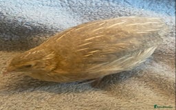 Quail poultry for sale: Beautiful coturnix, CPQ and bobwhite quails - Image 15