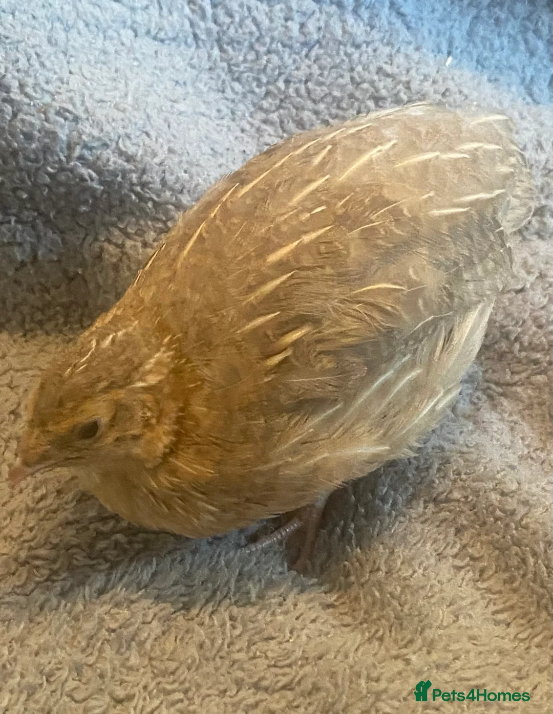 Quail poultry for sale: Coturnix quail see description for prices  - Advert 15