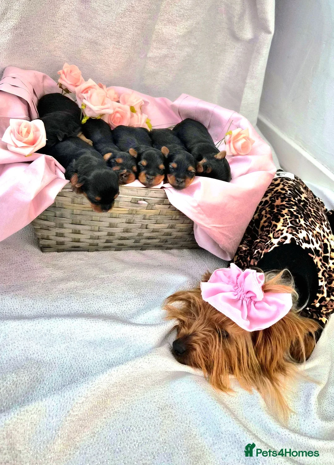 Yorkshire Terrier dogs for sale: 💙 Last Little Boy 💙 - Advert 1