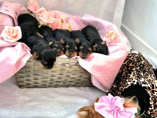 Yorkshire Terrier dogs 💙 Last Little Boy 💙 - Advert 1