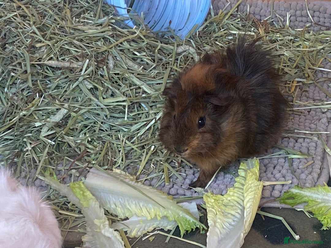 Guinea Pig rodents for sale: SOLO PIGGY FOREVER HOME🤎 - Advert 1