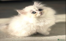 Persian cats for sale: Persian Chinchilla silver shadow 🎀🧢 - Advert 10