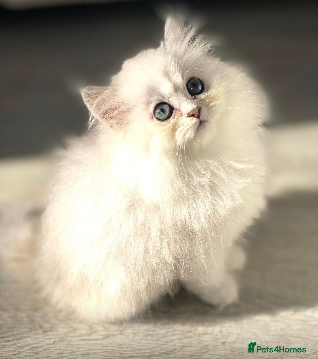 Persian cats for sale: Persian Chinchilla silver shadow 🎀🧢 - Advert 10
