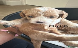 Cavapoo dogs for sale: One girl left has come available  - Image 21