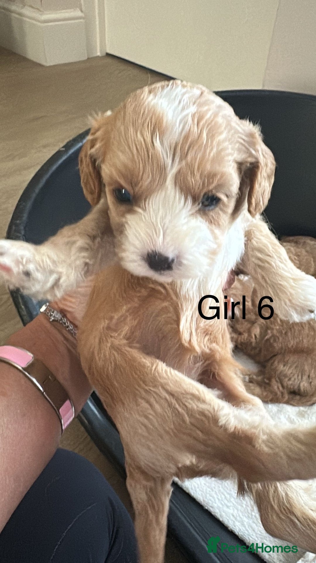 Cavapoo dogs for sale: One girl left has come available  - Image 21