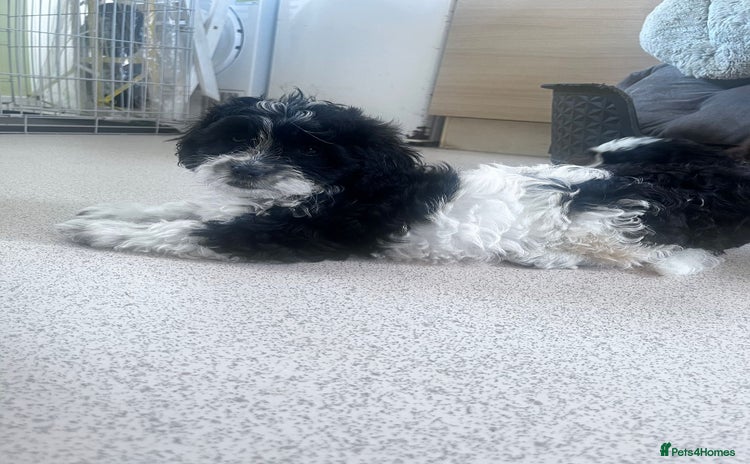 Shihpoo dogs - Advert 1