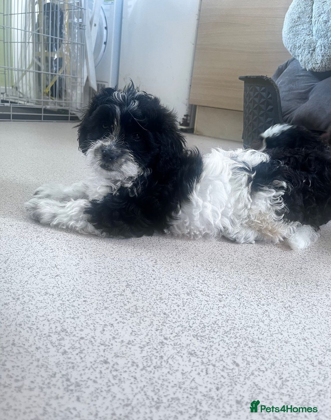Shihpoo dogs for sale: 4 girl miniature poodle x shih tzu puppies  - Image 1
