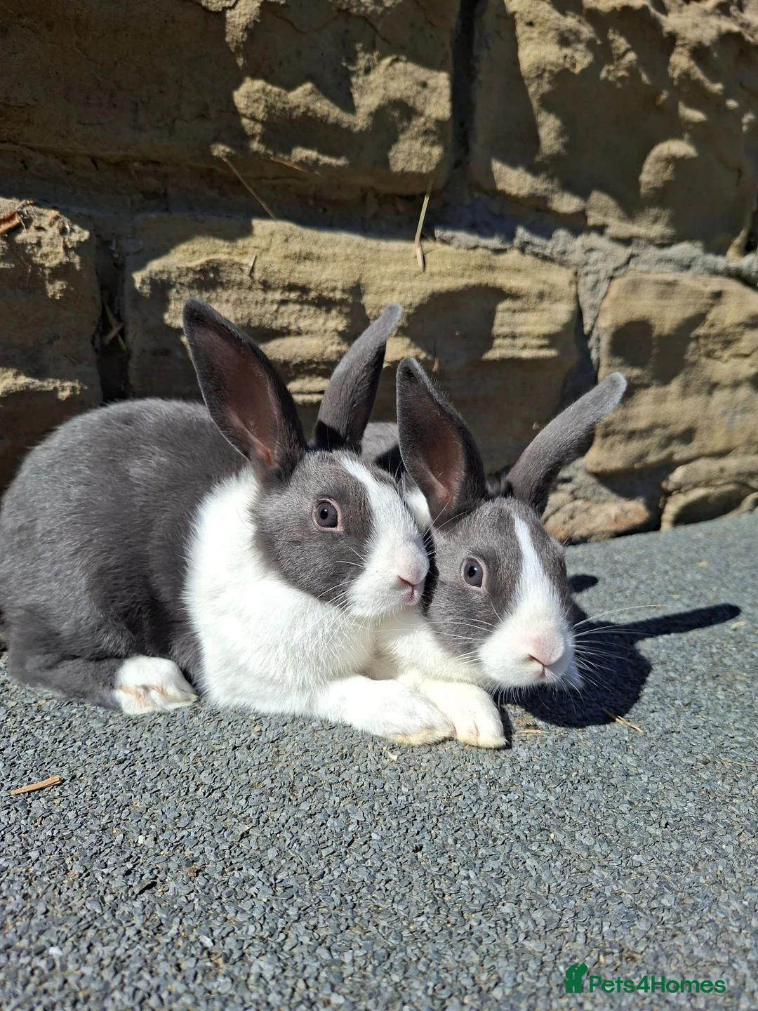 Dutch rabbits for sale: Dutch Rabbits (pair) - Advert 2