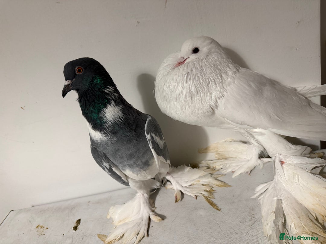 Pigeons birds for sale: Fancy birds  - Advert 6