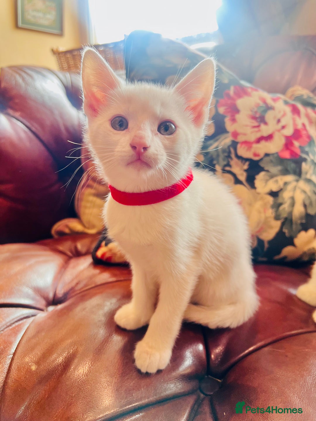 Mixed Breed cats for sale: *READY NOW* 3 Beautiful White Kittens - Image 9
