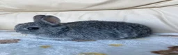 Netherland Dwarf rabbits for sale: 2 handsome pure bred Netherland Dwarf rabbits - Advert 4