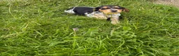 Bocker dogs for sale: Bred From Health Tested Parents - Advert 7