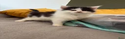 Mixed Breed cats for sale: Maine Coon x Kittens  - Advert 5