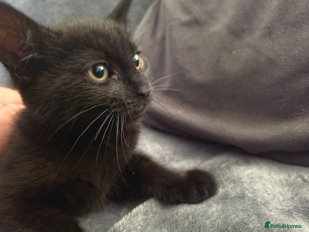 Mixed Breed cats for sale: 2 of 4 kittens left in Braintree - Advert 3