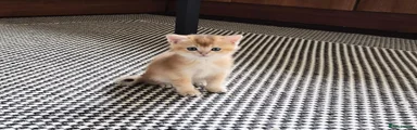 Simba