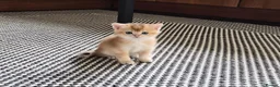 Scottish Fold cats for sale: Adorable Scottish kittens - Advert 14