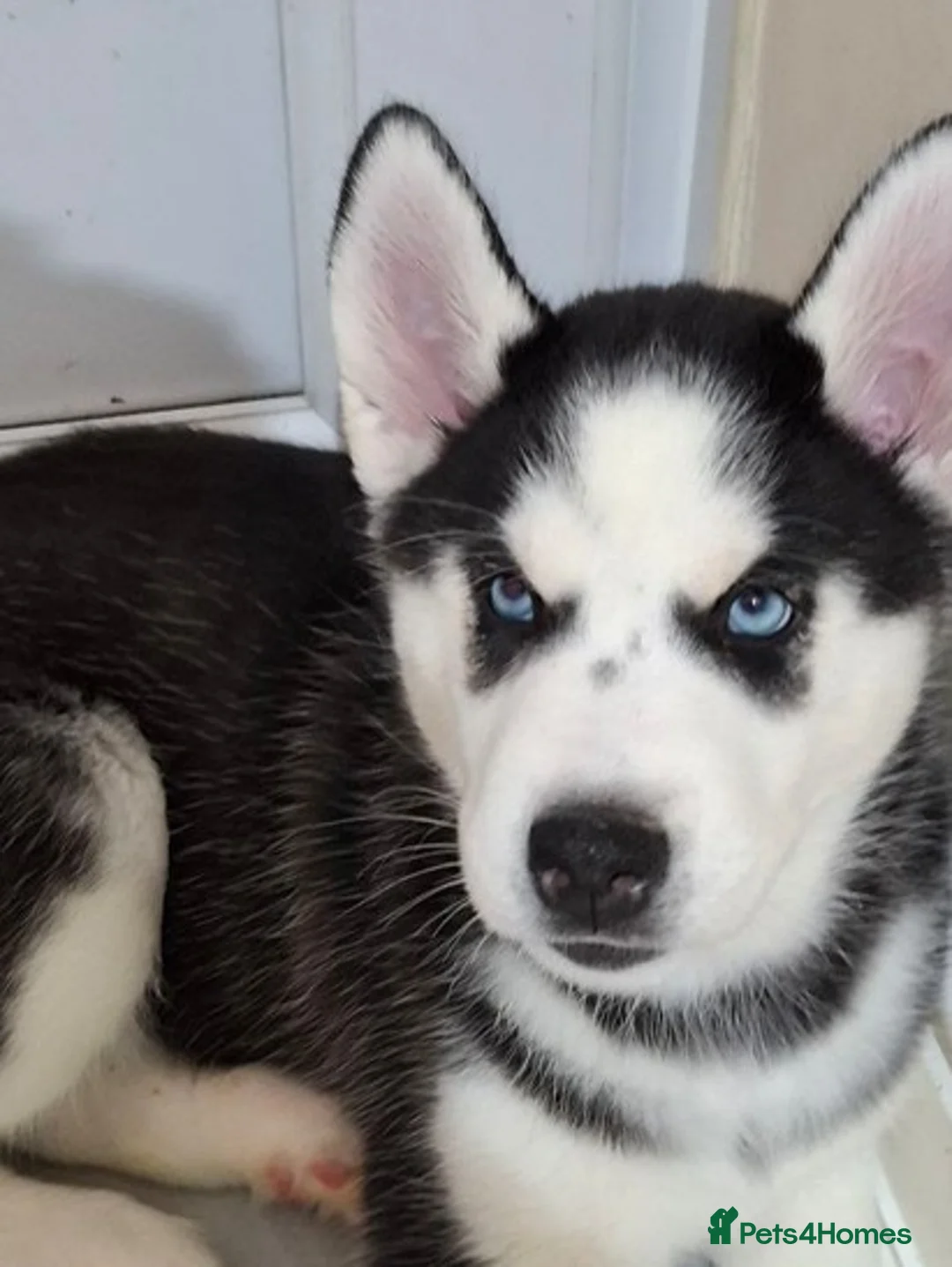 Siberian Husky dogs for sale: Siberian Huskies- BIG and WOOLY (4 Female, 1 Male) - Advert 26