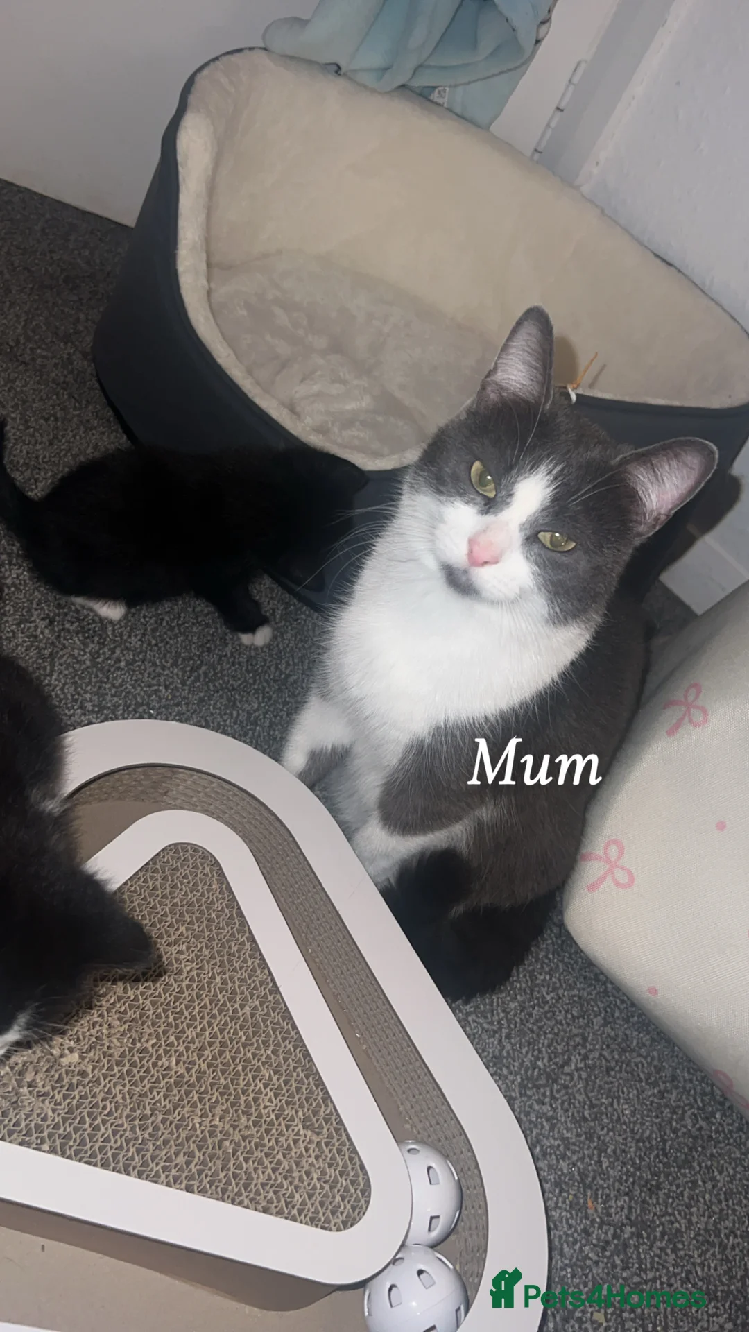 Mixed Breed cats for sale: 2 lovely kittens available  - Advert 2