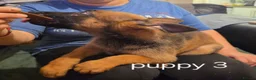 Belgian Shepherd Dog dogs for sale: Belgian Malinois Puppies for Sale- 11 weeks old - Advert 23