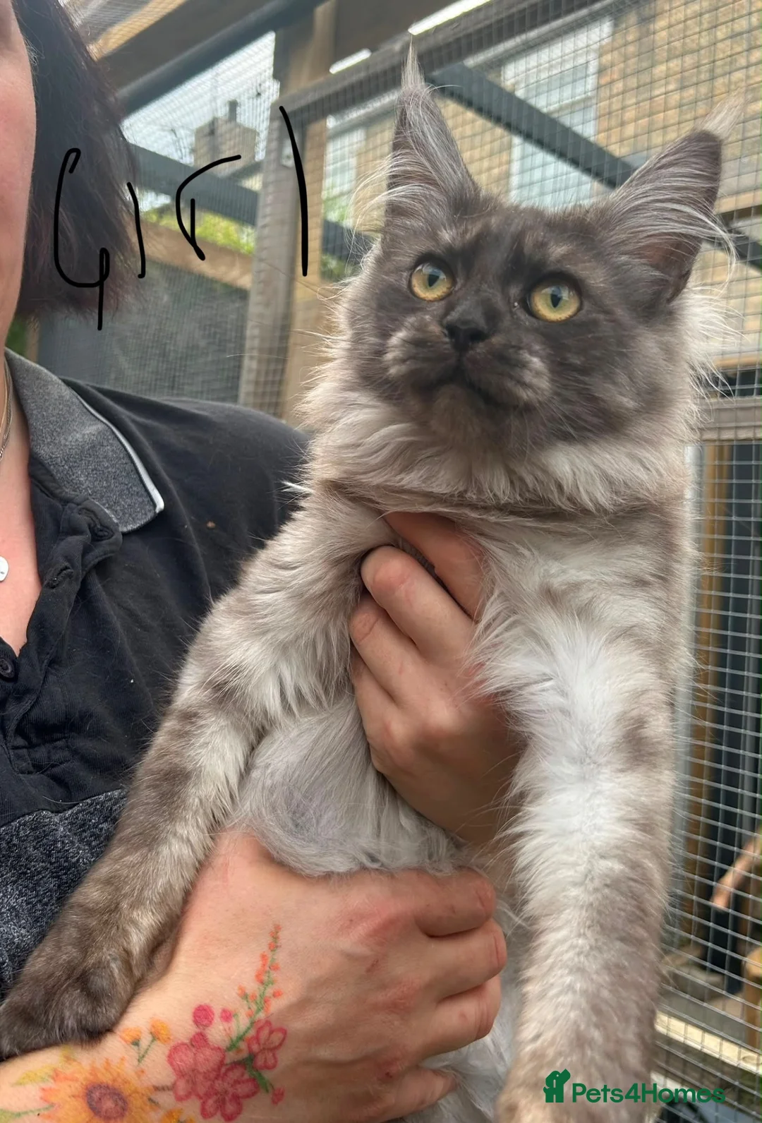 Maine Coon cats for sale: smoke Maine coon kittens - Advert 2