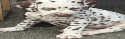 Dalmatian dogs for sale: JUST 3 BOYS LEFT READY THIS WEEK  - Advert 29