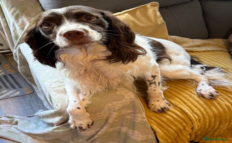 English Springer Spaniel dogs - Advert 1