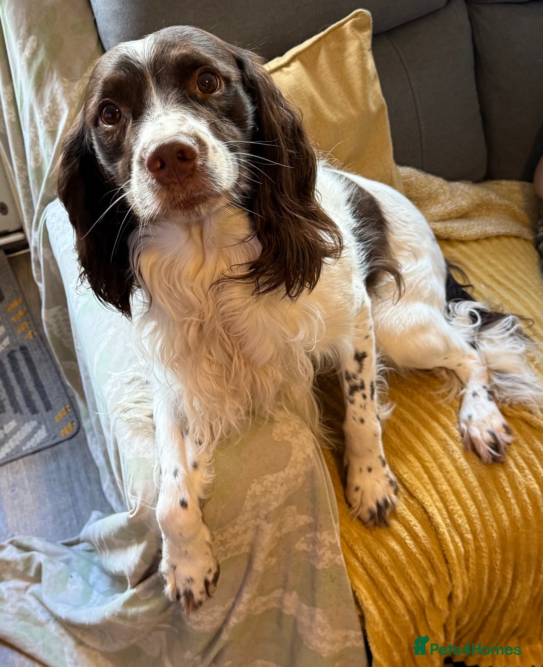 English Springer Spaniel dogs for sale: Male springer spaniel  - Image 1