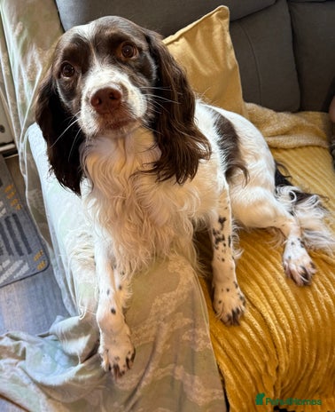 English Springer Spaniel dogs - Advert 10