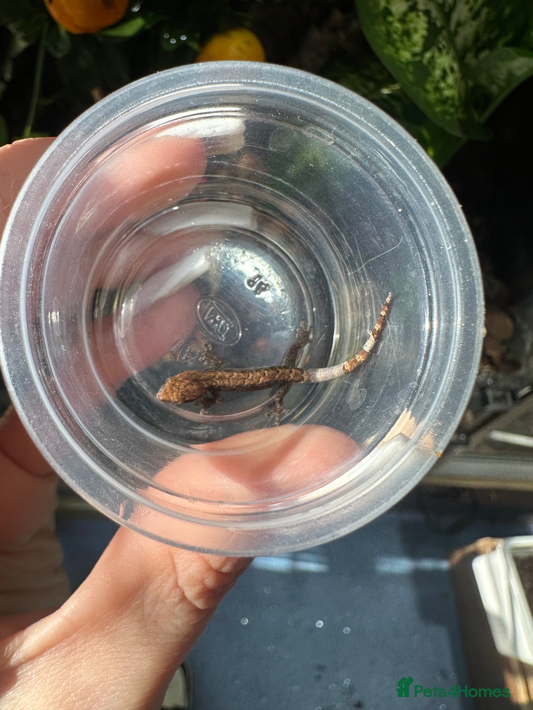 Gecko reptiles for sale: Mourning gecko babies - Image 3