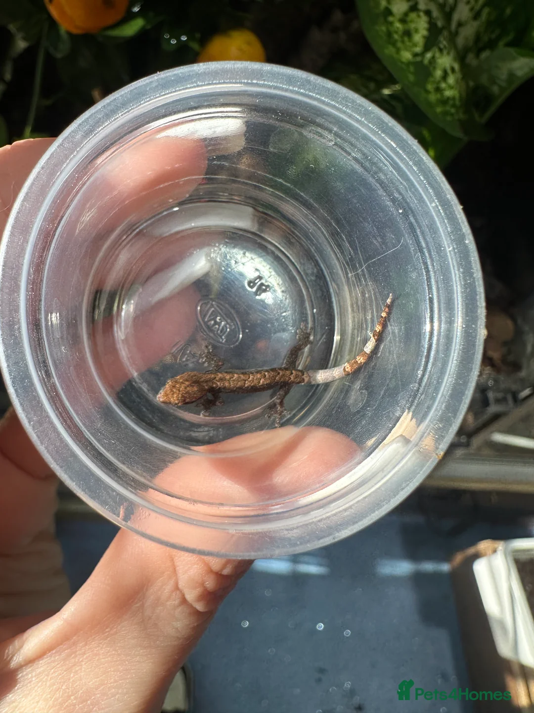 Gecko reptiles for sale: 2x Mourning gecko babies - Advert 3