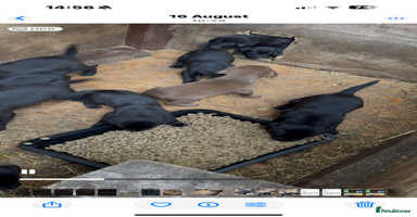Labrador Retriever dogs - Advert 9