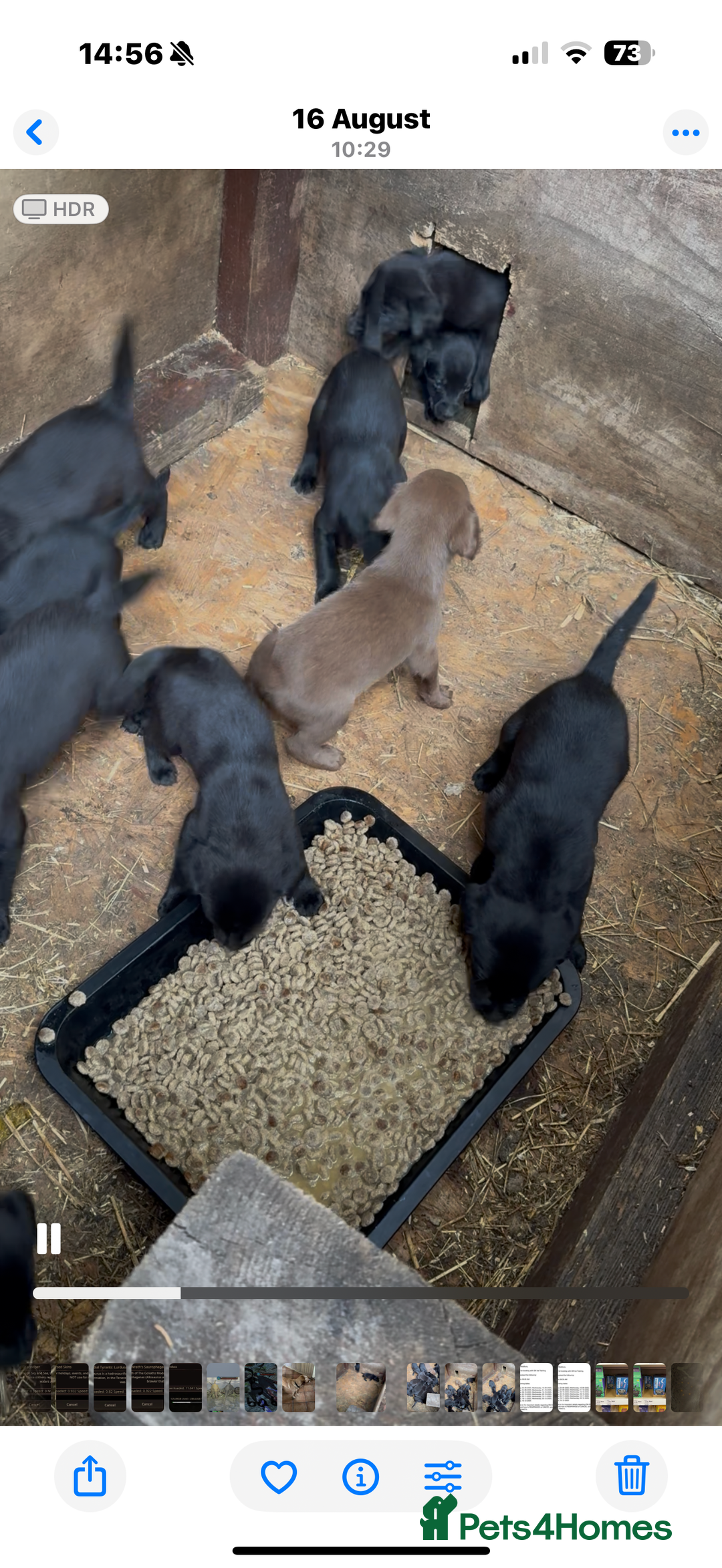 Labrador Retriever dogs for sale: Outstanding DRAKESHEAD working Labrador Puppies  - Image 11
