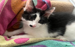 Mixed Breed cats for sale: Kittens for sale  - Image 4