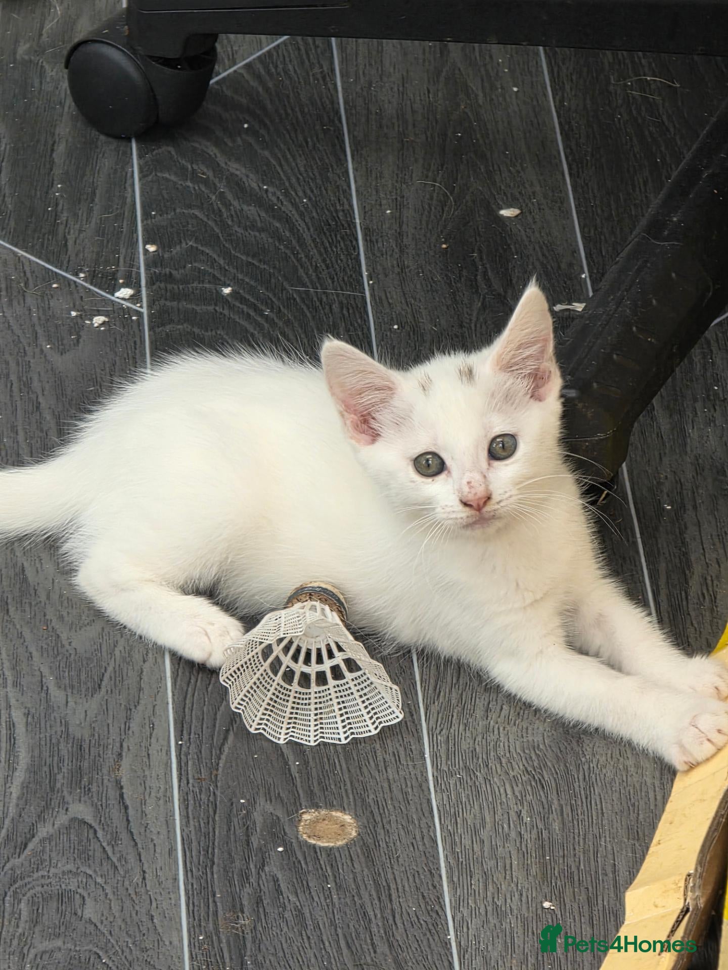 Turkish Angora cats Cute kittens - Advert 4
