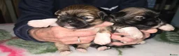 Lhasa Apso dogs for sale: Beautiful Litter of Lhasa Apso - Advert 5