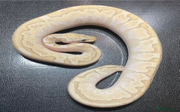 Python Snake reptiles for sale: Super pastel bamboo 100% het puzzle  - Image 1