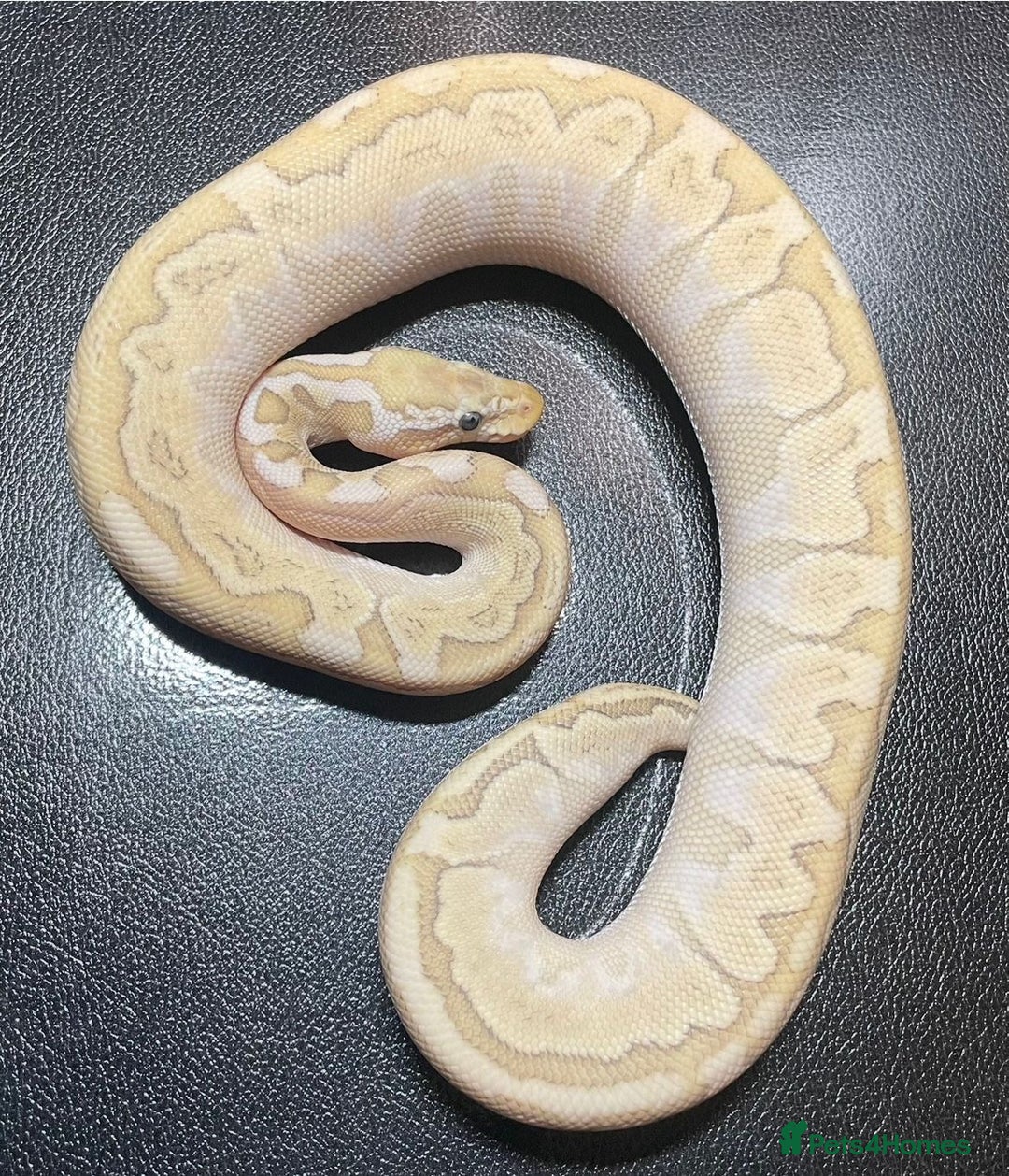 Python Snake reptiles for sale: Super pastel bamboo 100% het puzzle  - Image 1
