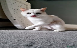 British Longhair cats for sale: Loki - cat for rehoming  - Image 2
