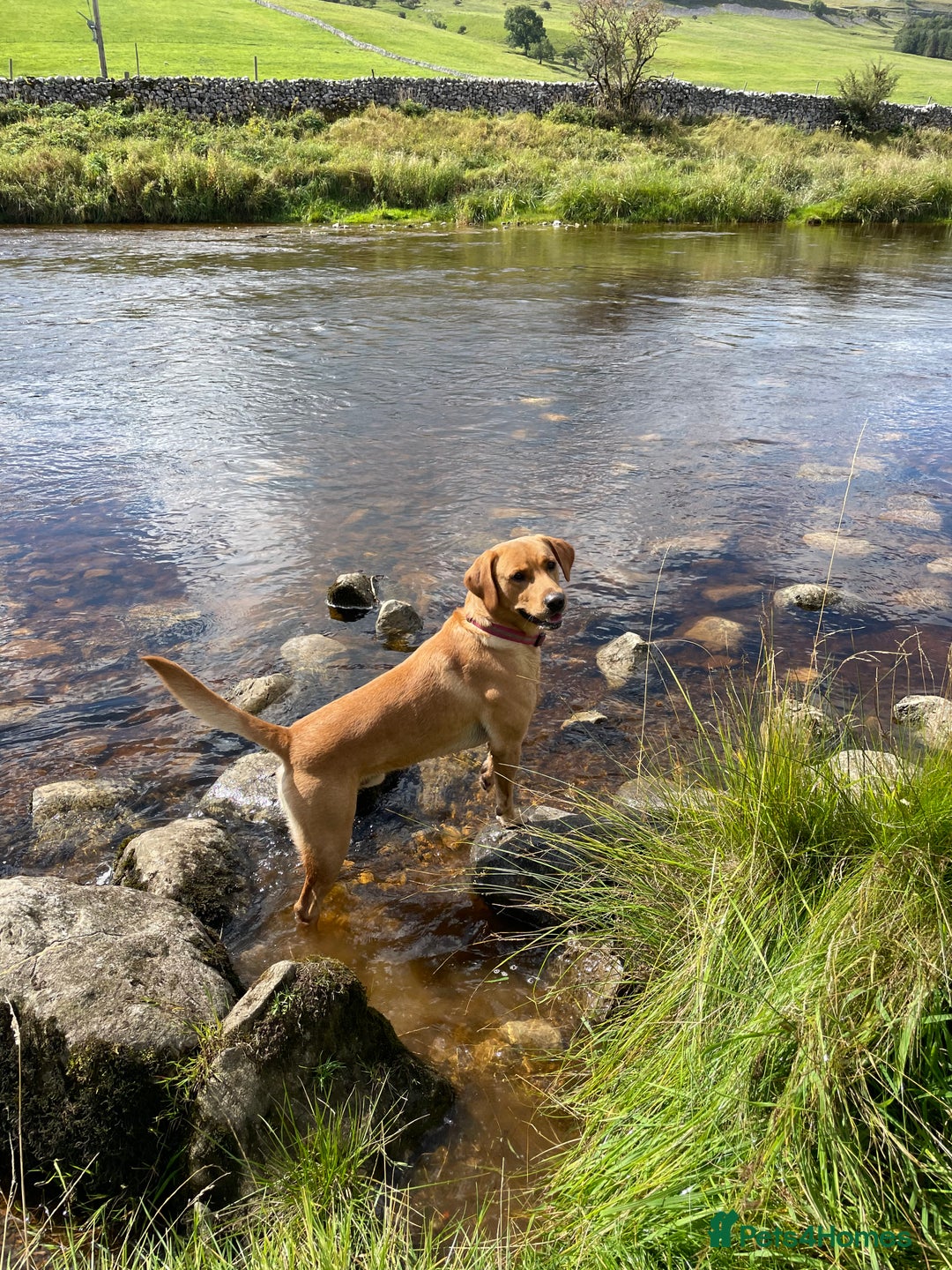 Labrador Retriever dogs for sale: Cotswold Born  Labrador Retriever Puppies. - Advert 3